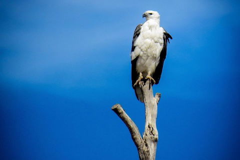 Kangaroo Island 75-Minute Ocean Safari - Accommodation Redcliffe 0