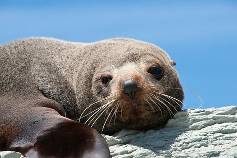 Kangaroo Island 75-Minute Ocean Safari - Accommodation Redcliffe 1
