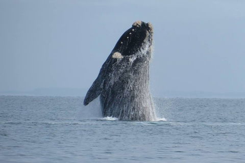 Kangaroo Island 75-Minute Ocean Safari - Accommodation Redcliffe 2