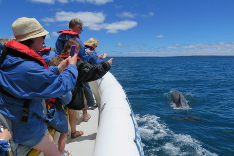 Kangaroo Island 75-Minute Ocean Safari - Accommodation Redcliffe 3