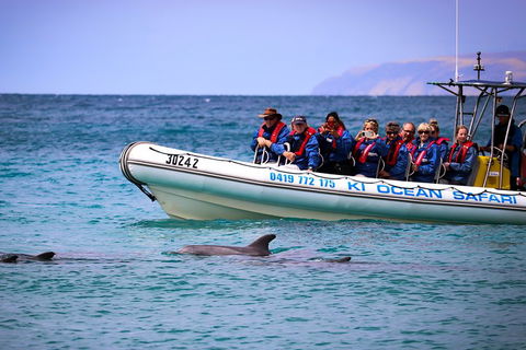 Kangaroo Island 75-Minute Ocean Safari - Accommodation Redcliffe 4