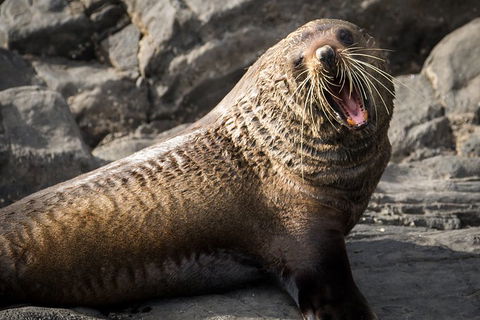 Kangaroo Island 75-Minute Ocean Safari - Accommodation Redcliffe 5