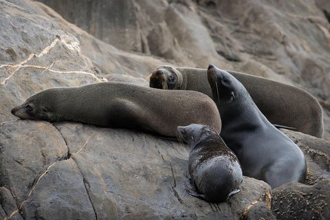 Kangaroo Island Ocean Safari - Snorkeling Safari - Accommodation Redcliffe 0