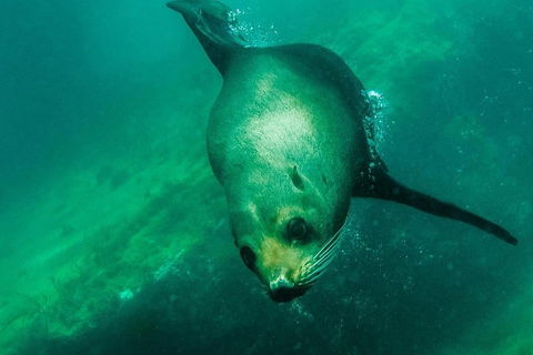 Kangaroo Island Ocean Safari - Snorkeling Safari - Accommodation Redcliffe 1
