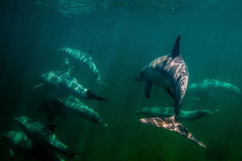 Kangaroo Island Ocean Safari - Snorkeling Safari - Accommodation Redcliffe 2