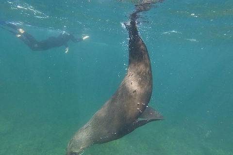 Kangaroo Island Ocean Safari - Snorkeling Safari - Accommodation Redcliffe 3