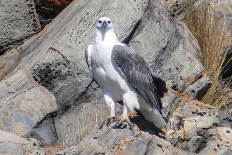 Kangaroo Island Ocean Safari - Snorkeling Safari - Accommodation Redcliffe 4