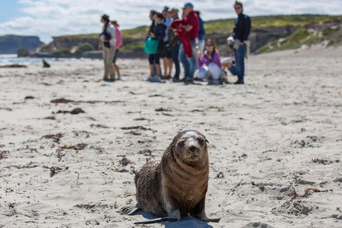 Kangaroo Island In A Day Tour From Adelaide - Accommodation Redcliffe 0
