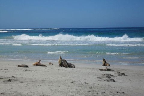 Kangaroo Island In A Day Tour From Adelaide - Accommodation Redcliffe 1
