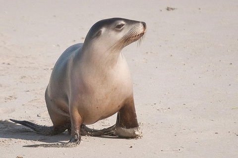 2-Day Kangaroo Island 4WD Small-Group Tour From Adelaide - Accommodation Redcliffe 4