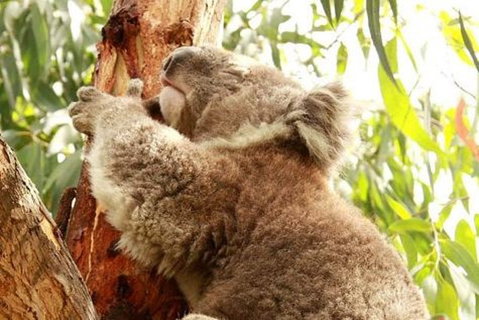 Small-Group Phillip Island Day Trip From Melbourne - Accommodation Redcliffe 0