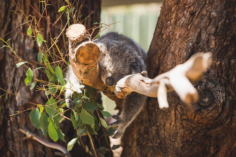 Small-Group Phillip Island Day Trip From Melbourne - Accommodation Redcliffe 2