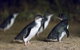 Small-Group Phillip Island Day Trip From Melbourne - thumb 5