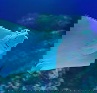 Cairns Aquarium Family Ticket - Accommodation Redcliffe