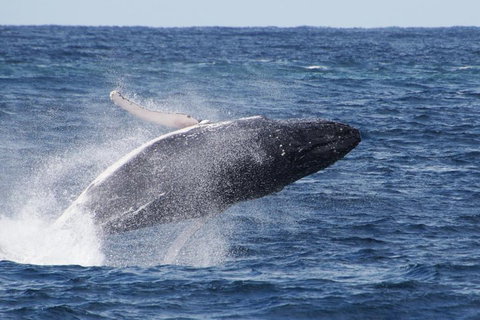 Whale Watching By Sea World Cruises - Accommodation Redcliffe 0