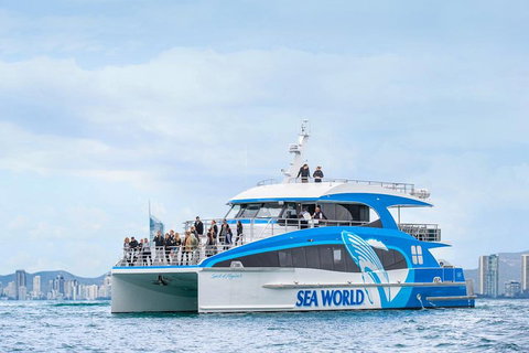 Whale Watching By Sea World Cruises - Accommodation Redcliffe 3