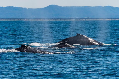 Whale Watching By Sea World Cruises - Accommodation Redcliffe 4