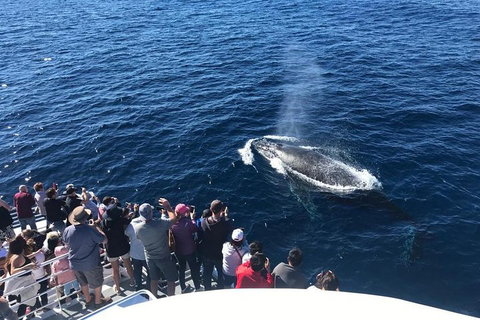Whale Watching By Sea World Cruises - Accommodation Redcliffe 5