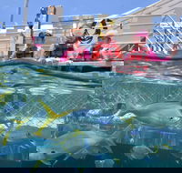 Outer Reef Pontoon Experience from Cairns - Accommodation Redcliffe