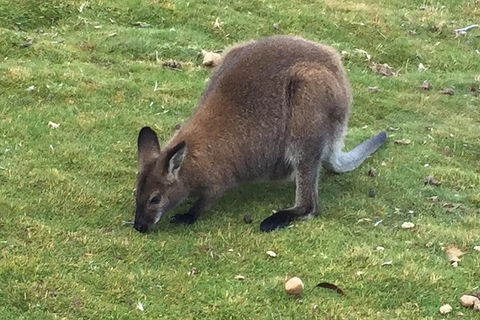 Cradle Mountain Day Tour From Launceston Including Lunch - Accommodation Redcliffe 5