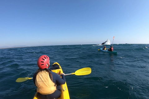 Kayaking With Dolphins In Byron Bay Guided Tour - Accommodation Redcliffe 3