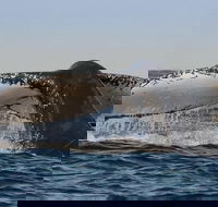 Sydney Whale-Watching Cruise Including Lunch or Breakfast - Accommodation Redcliffe