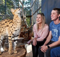 African Cat Encounter at Werribee Open Range Zoo