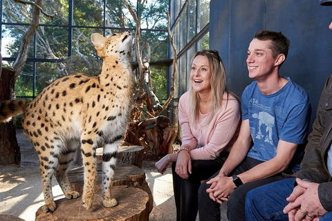 African Cat Encounter At Werribee Open Range Zoo - Accommodation Redcliffe 0