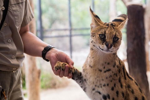 African Cat Encounter At Werribee Open Range Zoo - Accommodation Redcliffe 1