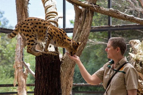 African Cat Encounter At Werribee Open Range Zoo - Accommodation Redcliffe 2