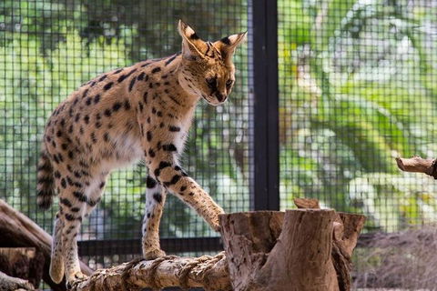 African Cat Encounter At Werribee Open Range Zoo - Accommodation Redcliffe 3