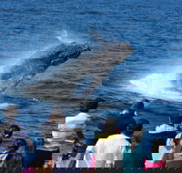 Tangalooma Island Resort Whale Watching Day Cruise - Accommodation Redcliffe