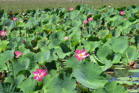 Darwin To Kakadu Day Trip By Air Including Yellow Water Cruise - Accommodation Redcliffe 2