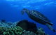 3 Day Whitsundays Sailing And Diving Adventure: Kiana - thumb 2