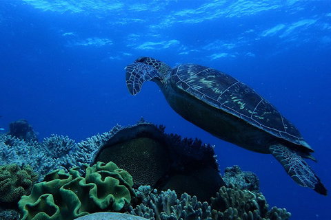 3 Day Whitsundays Sailing And Diving Adventure: Kiana - Accommodation Redcliffe 2