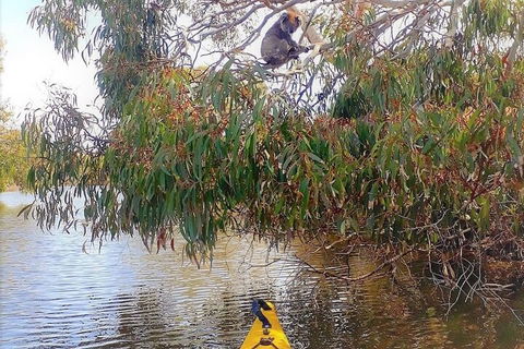 Kangaroo Island Self-Guided Kayaking On The Harriet River - Accommodation Redcliffe 4