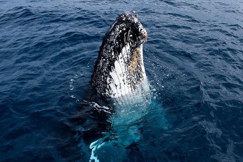 Phillip Island Whale Watching Tour - Accommodation Redcliffe 0
