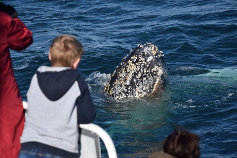 Phillip Island Whale Watching Tour - Accommodation Redcliffe 2
