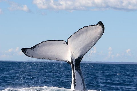 Phillip Island Whale Watching Tour - Accommodation Redcliffe 3
