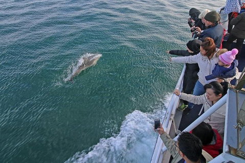 Phillip Island Whale Watching Tour - Accommodation Redcliffe 5