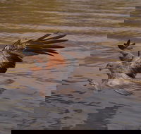 Litchfield and Jumping Crocodiles Full Day Trip from Darwin - Accommodation Redcliffe