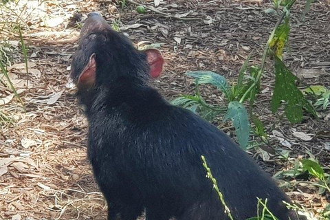 Phillip Island Penguin And Wildlife Tour - Accommodation Redcliffe 0