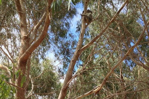 Kangaroo Island 4WD Tour - Best Of KI In 2 Days - Accommodation Redcliffe 0