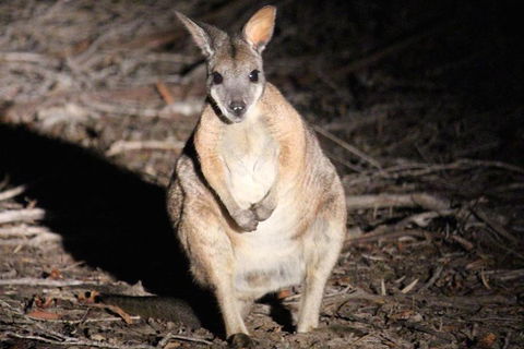 Small-Group Kangaroo Island 4WD Night Tour - Accommodation Redcliffe 3