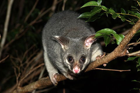 Small-Group Kangaroo Island 4WD Night Tour - Accommodation Redcliffe 5