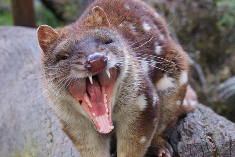 After Dark Tasmanian Devil Feeding Tour At Cradle Mountain - Accommodation Redcliffe 0
