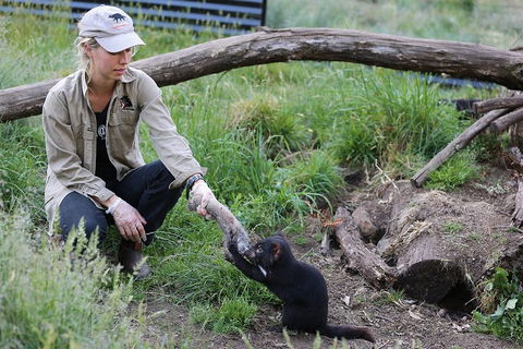 After Dark Tasmanian Devil Feeding Tour At Cradle Mountain - Accommodation Redcliffe 1