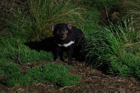 After Dark Tasmanian Devil Feeding Tour At Cradle Mountain - Accommodation Redcliffe 4