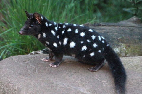 After Dark Tasmanian Devil Feeding Tour At Cradle Mountain - Accommodation Redcliffe 5
