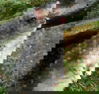 1-Hour Tasmanian Devil Feeding Day Tour at Cradle Mountain - Accommodation Redcliffe